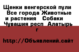 Щенки венгерской пули - Все города Животные и растения » Собаки   . Чувашия респ.,Алатырь г.